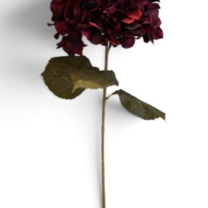 Burgundy Hydrangea