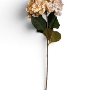 Peach Hydrangea