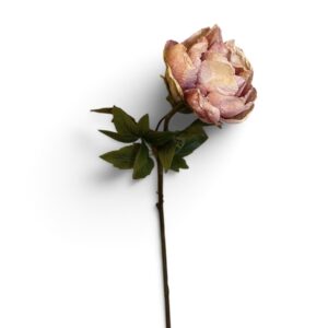 Blush Pink Peony Rose
