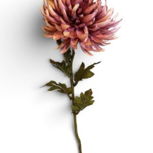 Dusky Pink Chrysanthemum