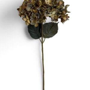Green Hydrangea